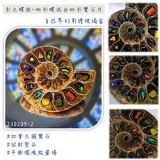 彩之螺旋 斑彩螺混合斑彩寶石片 加拿大國寶石 招財納福 助事業 230209-2, 1個