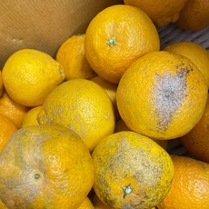 [제철365] 새콤달콤 하우스 노지 한라봉 가정용 선물용 할라봉, 1박스, 한라봉 4.5kg (못난이)