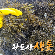 완도 생톳 당일채취 제철 해초 생 톳 1kg / 2kg / 4kg 지아수산, 1개
