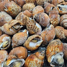 자숙 범고동 500g 37미 내외 초장 40g x 2팩 포함 간식, 2개