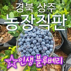 [후기극찬] 상주 무농약 생 냉동 블루베리, 1개, 1KG(15mm이상)