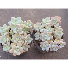 다육식물 라울 1+1 한몸자연 중품다육 무료배송으로 받아보세요 . 로뎀다육