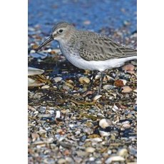 Dunlin Bird Journal(Notebook):150 Page Lined Notebook/Diary, Dunlin Bird Journal(Notebook), Birds, Cool(저), Createspace Independent Publ..