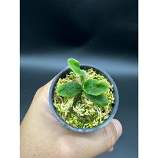 金功夫植物園 天使之翼寶石甲蟲(TC) 鹿角蕨，精緻植物裝飾擺件，增添園藝奇幻色彩, 1個, 1顆天使之翼