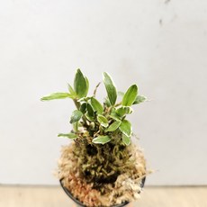 희귀석곡 ~소대, 1개