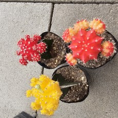 [해뜰다육]비모란접목(비목단)3개 묶음 다육식물 선인장