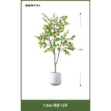 나무 북유럽 인테리어 플랜테리어 소품 금귤 거실 카페, 1.5m 레몬나무 화이트 원형 바닥 화분 포함