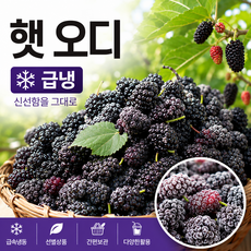 [26년 햇오디] 국내산 급냉 오디 생과급냉 산지직송 냉동오디, 1박스, [햇]과상오디 1kg 특품(트레이포장)