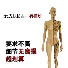 피규어 근육 뼈 모형 근육 전신상 모델 아나토미 드로잉, M. 암컷 피부 마임 w
