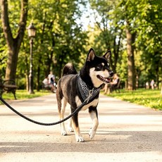 글로우 강아지 스카프목줄 강아지스카프, 블랙