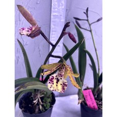 [루반정원] Guarvolclia werner Alexa AM/AOS, 1개