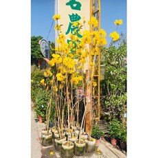 霏霏園藝 黃金風鈴木 美植 袋種 已開花盆栽, 1個