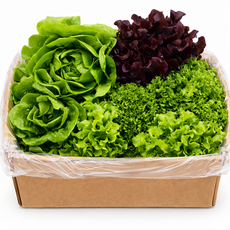 GAP 인증 유럽 샐러드믹스 신선채소 손질 비건, 1박스, 1kg