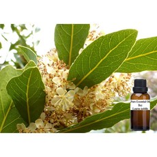 月桂純精油 Laurus nobilis, 1個, 250ml