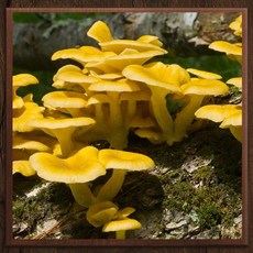 동북 특산 노란버섯 느타리버섯 개암버섯 건조 황금버섯 국물용 볶음용 건버섯, 1개, 250g