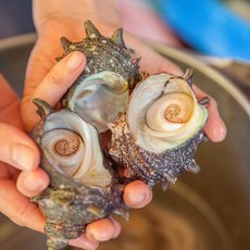 자연산 뿔소라 전복소라 숙회 회 1kg 해녀 채취 발송, 1개, 1kg(6-12미 내외)