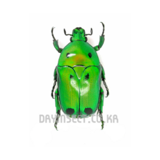 (Heterorrhina sexmaculata) 쎅스마쿠라타녹색광풍뎅이 [C-5-100] 곤충표본, 20~25mm 내외, 1개