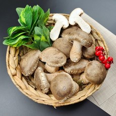 늘푸른뜰 국내산 송화버섯 500g 1kg 송이버섯 표고버섯, 1개, 송화버섯 실속형 선물용 중~상 1kg