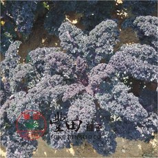 【野菜部屋】紅珊瑚羽衣芥藍種子 中包裝 生長旺盛 葉質地柔軟, 1包