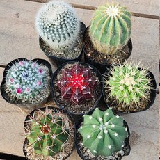 [다봉스] 동글동글 귀여운 미니 선인장 5개 중복없이 랜덤 소정 대호환 수박 옹옥 흑목단 금호 층운 1세트
