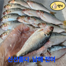 신선품다 전어 남해안 자연산 가을전어 구이용 급냉 여수 산지직송, 1박스, 1kg(10~15미)