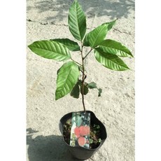 東園種苗 紅毛丹實生苗 砧木：強健根系，抗病適應台灣氣候，嫁接成功率高, 1個