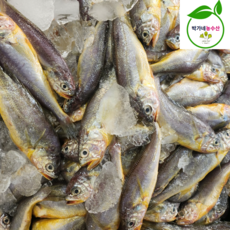 국내산 참조기 참 굴비, 1개, 여수[급냉]참조기8-10미_500g내외(17-20cm)