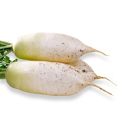 맛있는 햇 무, 1박스, 5kg