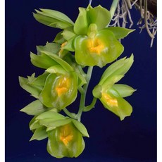 [신라난농원]Catasetum 카터세럼.신상품입고.예쁜노랑그린색립프꽃.아주좋은향.향기 끝내줍니다.고급스런품종.고급종.필독뒷사진참고., 1개