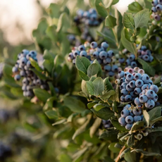 신선히어로 칠레산 생 블루베리 250g 500g 750g, 대과 2팩(16mm)