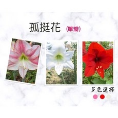 [園藝植作] 低調的奢華- 孤挺花丨多色選擇丨球根植物 丨觀賞花丨【咕米魔法屋】, 4CM以上,粉白色