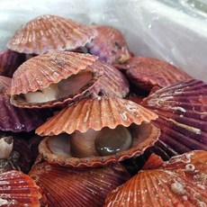 산지직송 고성 싱싱한 홍가리비 5kg 조개구이 캠핑요리, 1개