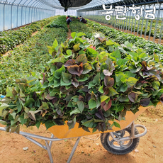 2026 [봉팔형님] 자색 고구마 모종, 1박스, 1kg