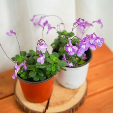 갑조네 삭소롬 보라꽃 삭소름 생화 꽃모종 화단 정원, 1개, 단일