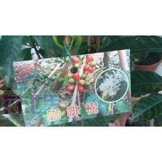 花花世界 阿拉比卡咖啡樹 (有2組高度) 3吋黑軟盆 - 葉緣波浪狀, 高度15-35公分