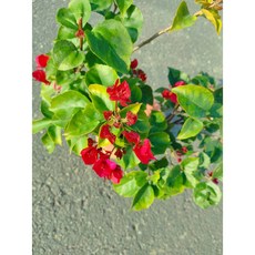 沖繩紅-深巴熱情油紅九重葛/三角梅盆栽 2025新品種 含盆植栽 美化居家好心情, 1個, 7吋盆, 紅