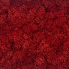 現貨 20克 乾燥苔蘚 永生苔蘚 DIY微景觀材料包 造景裝飾, 紅色