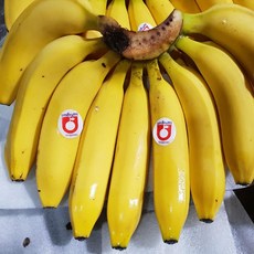 카페 업소용 압도적 크기 큰바나나 바나나 대과 2송이 4.2kg 내외, 1개