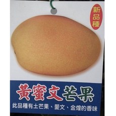 霏霏園藝 黃蜜文芒果樹