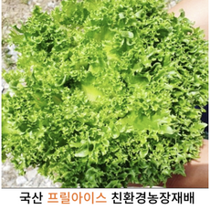 국산 싱싱한 프릴아이스 4kg 국내산 프리미엄 프릴레터스 통크리스피아노 유럽채소 쌈채소 샐러드야채 당일수확 프릴레터스, 1박스