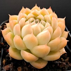 "실제로 보면 더 예쁜 다육", 38번)-골드퀸, 1개