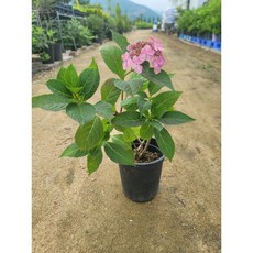 유럽수국 엔들리스썸머 트위스트앤샤우트 15cm화분, 1개