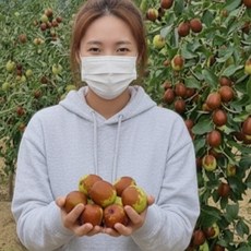사과 대추나무 2년 왕특묘 대추 묘목 사홍, 상묘2년(접목1년), 사과왕대추 사홍