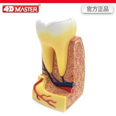 모형 구조 인체 피부과 피부 관리실 모낭, 치아 26088조립 후 23개 길이 12폭 10높이 1