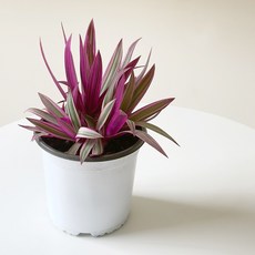 부자란 자주만년초 중품 공기정화식물, 1개