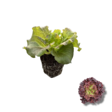 꽃상추모종 한세트 6개, 1개