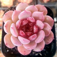 힐링 다육이 다육식물 예쁜다육, 10번-체리블라썸 미니다육, 1개