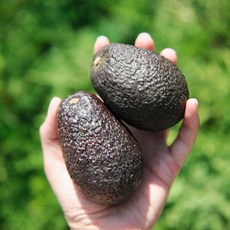 [제니네 제철과일] PY 산지발송 아보카도 부드러운 영양 (특대과), 6g, 1개, 특대과 10입