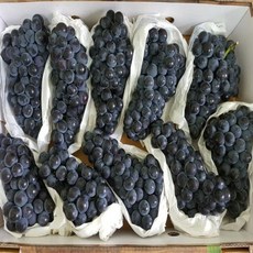 모두의보부상 올해여름 한정특가 산지직송 명품 캠벨포도, 1박스, 1kg