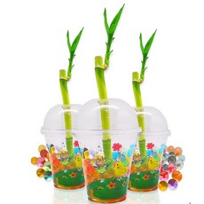 (DD) 두두엠 개운죽 키우기 10인 세트, 단품, 1개